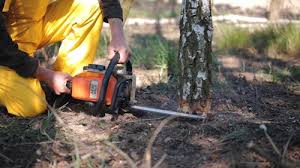 How Our Tree Care Process Works  in  Rolling Hills Estates, CA