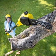 Best Arborist Consultation Services  in Rolling Hills Estates, CA