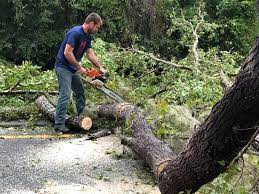 Best Tree Disease Treatment  in Rolling Hills Estates, CA