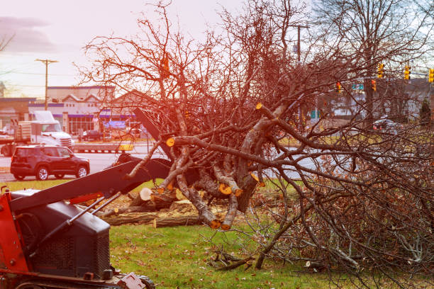 Best Tree Trimming and Pruning  in Rolling Hills Estates, CA
