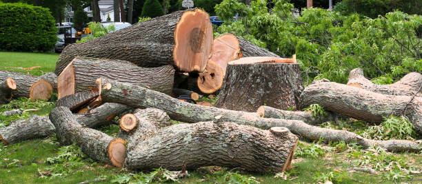 Trusted Rolling Hills Estates, CA Tree Care Experts