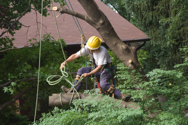 Best Stump Grinding and Removal  in Rolling Hills Estates, CA