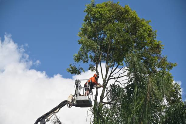 Best Lot and Land Clearing  in Rolling Hills Estates, CA