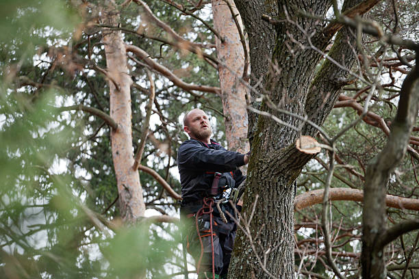 Best Tree and Shrub Care  in Rolling Hills Estates, CA