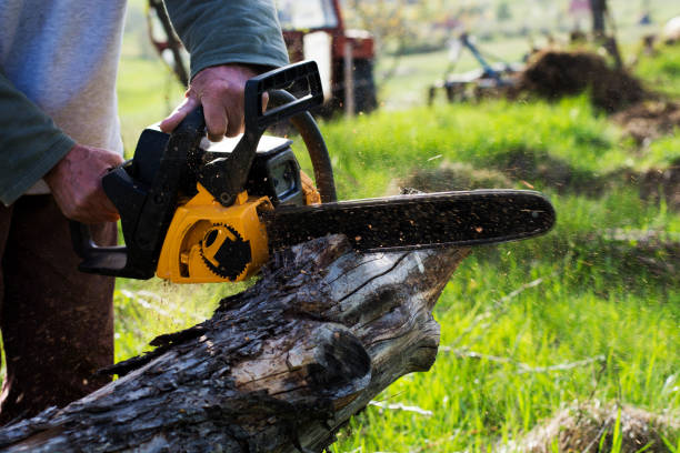  Rolling Hills Estates, CA Tree Care Pros