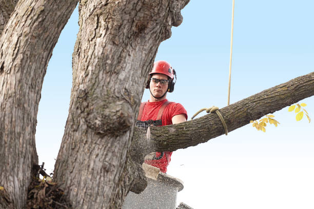 Seasonal Cleanup (Spring/Fall) in Rolling Hills Estates, CA